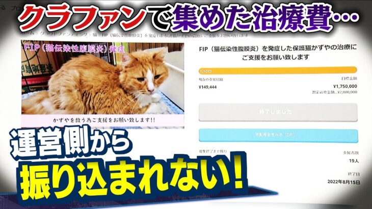 「この子たちの命が失われてしまう可能性ある…」クラファンサイトで猫の治療費を集めたのに『サイト運営者からお金が届かない』複数利用者が訴え…追跡取材（2022年11月16日）