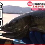 【異変】北海道の川に“サケの大群”…でも「全国」は不漁 今は高値で…