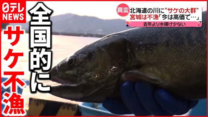 【異変】北海道の川に“サケの大群”…でも「全国」は不漁 今は高値で…