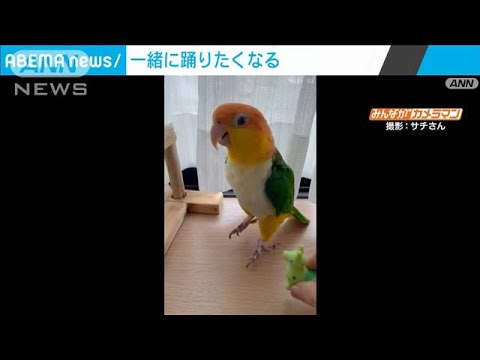 高速連続ジャンプ…ノリノリのダンス披露するインコ(2022年11月18日)