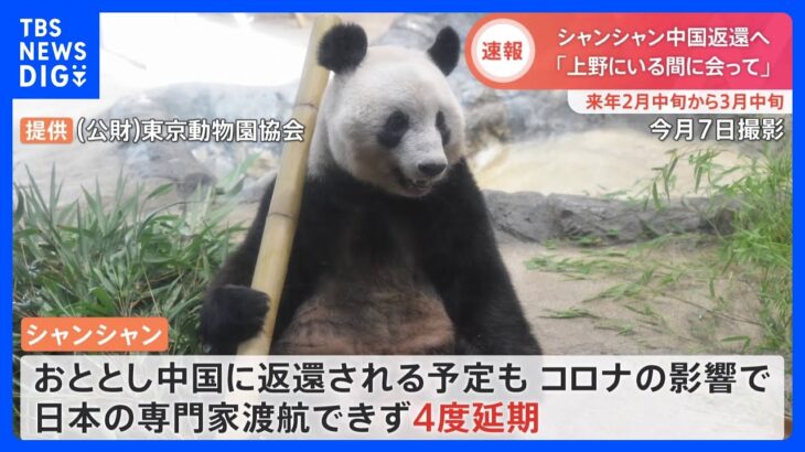 上野動物園のジャイアントパンダ“シャンシャン”　来年2月中旬から3月中旬に中国に返還へ｜TBS NEWS DIG