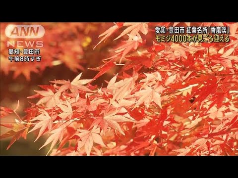 秋の行楽日和　紅葉鮮やか・陶磁器まつり・ころ柿作り(2022年11月19日)