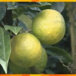 柑橘系の一種で特産「じゃばら」収穫　丸々として質が良くポン酢やドレッシングに加工　和歌山・北山村