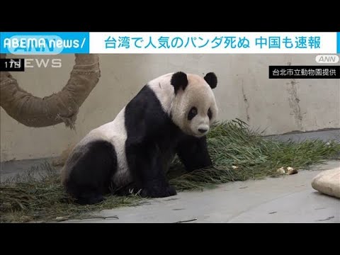 【速報】中国メディアも速報　台湾で人気のジャイアントパンダ死ぬ(2022年11月19日)