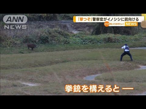 「撃つぞ」叫び…警察官がイノシシに“拳銃向ける”(2022年11月22日)