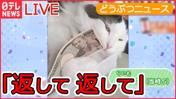 【動物ライブ】 ネコが１万円札を取っちゃった/ タヌキ 新宿駅の改札入り書店に /レッサーパンダの風太君/ 家族も初めて見た笑撃の猫の寝姿 など 　動物ニュースまとめ（日テレNEWS LIVE）