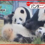 【上野動物園】双子パンダ・シャオシャオ ニンジン食べる