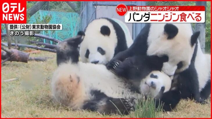 【上野動物園】双子パンダ・シャオシャオ ニンジン食べる