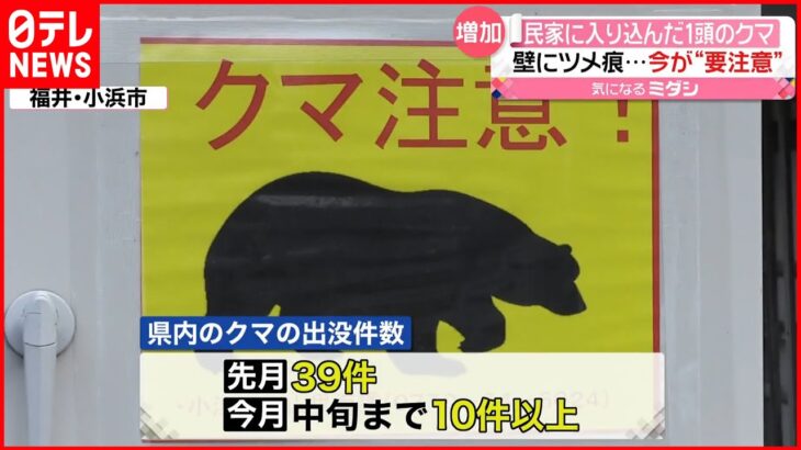 【冬眠前のクマに注意！】福井県では頻繁に目撃も