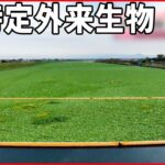 【外来種の水草】“ウオーターレタス”が大繁殖 養殖ノリの収穫に影響も 熊本市
