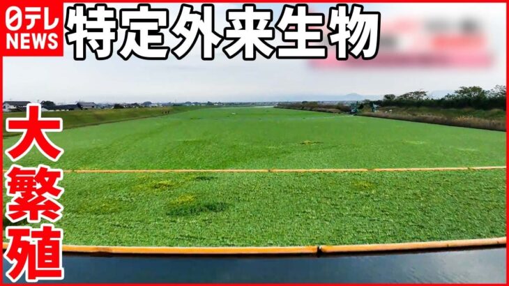 【外来種の水草】“ウオーターレタス”が大繁殖 養殖ノリの収穫に影響も 熊本市