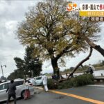 祝日で混雑の京都嵐山が騒然『街路樹が突然折れて倒れる』車に接触するもけが人はなし（2022年11月23日）