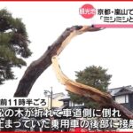 【突然】道路脇の松の木が車に直撃 京都・嵐山