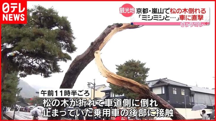 【突然】道路脇の松の木が車に直撃 京都・嵐山