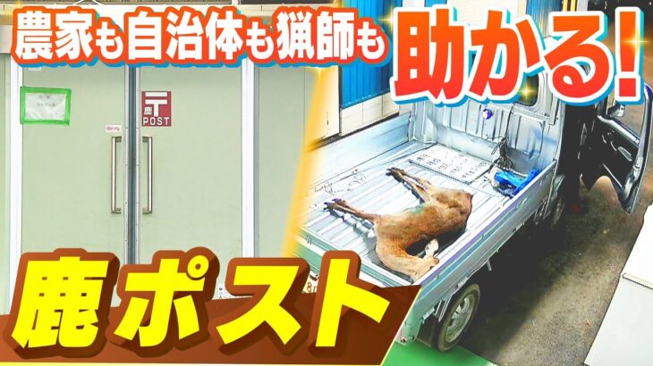 「稲にお米がない」「黒豆は東京ドーム４分の１くらい食べられた」農業被害深刻な町に２４時間投函ＯＫ『鹿ポスト』…農家も自治体も猟師も「助かっていますわ」（2022年11月22日）