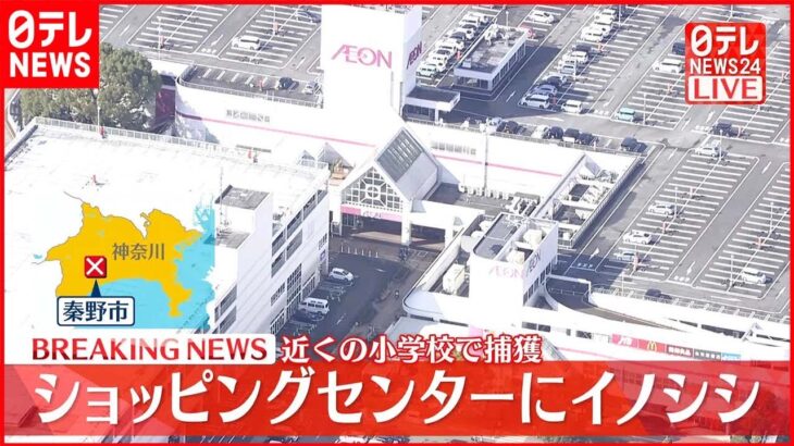 【速報】ショッピングセンターに“イノシシ” 驚いた女性が転倒しケガ　近くの小学校で捕獲