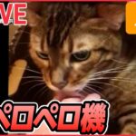 【猫ライブ】段ボールから突然！/ 子猫の寝落ち / 掃除ロボ乗りこなすネコ / しっぽに夢中/ “カリスマ美容師”ネコ、兄弟をあの髪形に…など ネコまとめ（日テレNEWS LIVE）