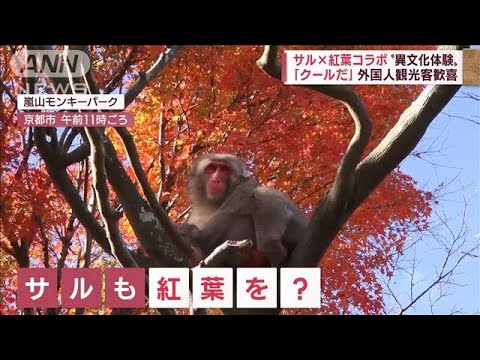 【ポカポカ陽気】外国人観光客歓喜　サルもシカも大暴れ(2022年11月24日)