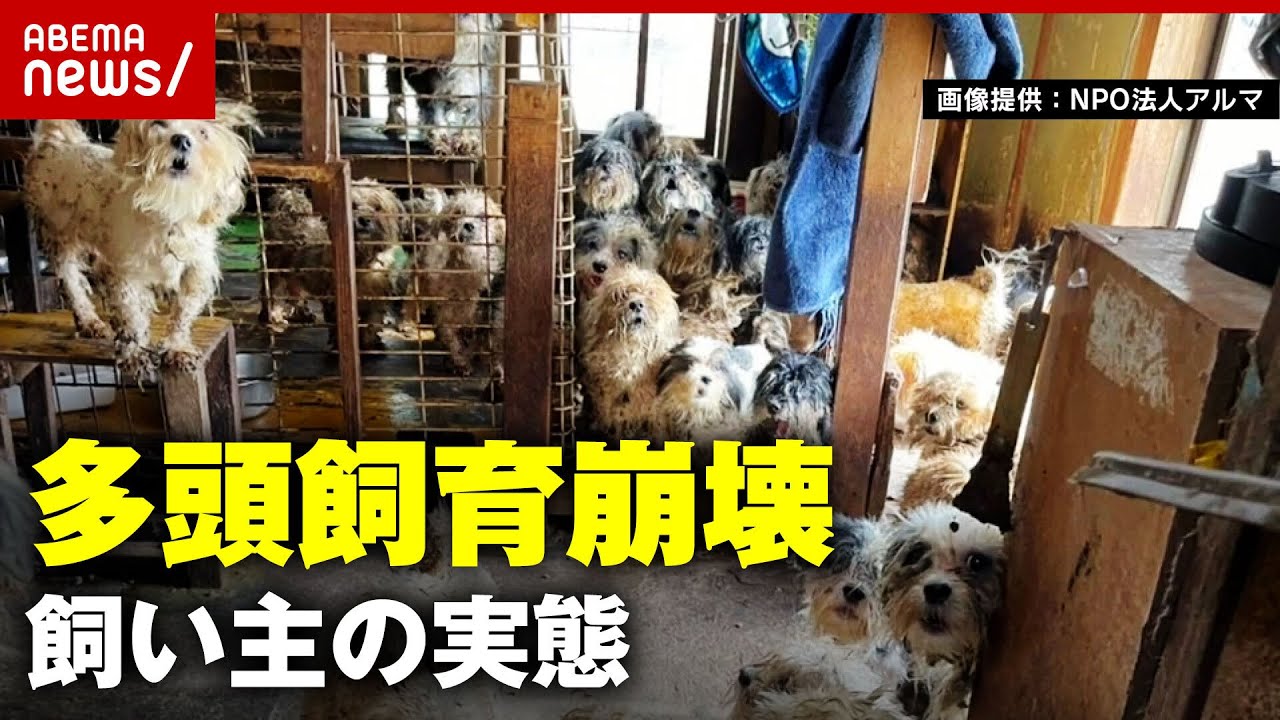 【無責任】“多頭飼育崩壊”飼い主の実態「寄付に利用する団体も」