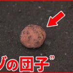 【通報相次ぐ】公園に“ナゾの団子” ネズミ駆除の“薬剤”含まれている可能性も 札幌市が注意呼びかけ