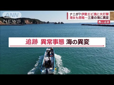 「伊勢エビ」食い荒らす“海のギャング”出現…三重の海に“異変”　漁師・海女も悲鳴【Jの追跡】(2022年11月25日)