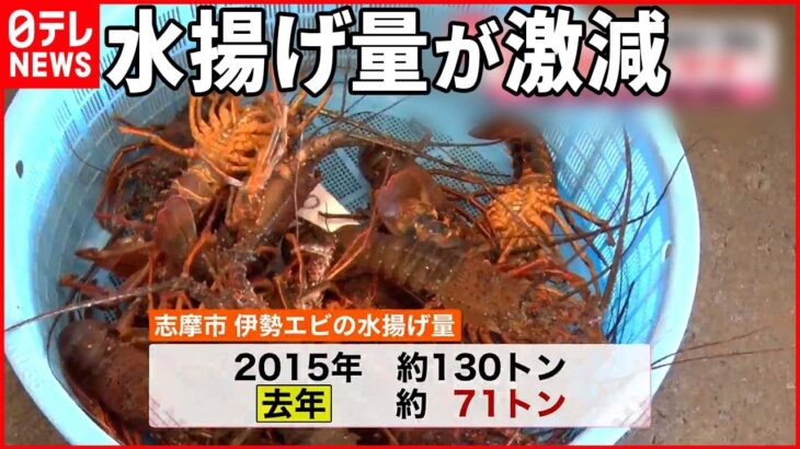 【「伊勢エビ」に何が？】三重・志摩で水揚げ量が激減… 一方突如“100倍”の場所も