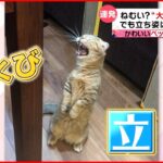 【投稿動画】あくび連発！でも背筋は”ぴーん”な猫『every.特集』