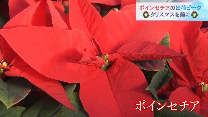 クリスマスを彩る「ポインセチア」の出荷が最盛期　徳島・小松島市