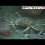 「ズワイガニ」など日本海の“海の幸”で知られる生物の企画展　城崎マリンワールド