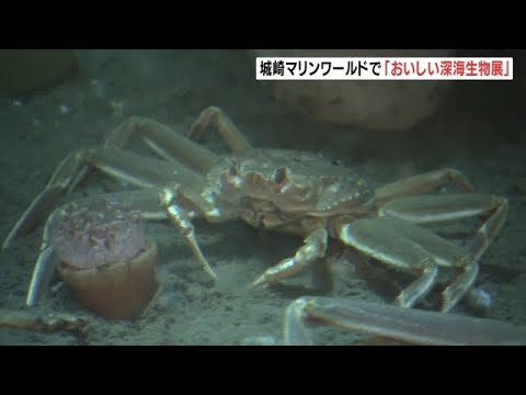 「ズワイガニ」など日本海の“海の幸”で知られる生物の企画展　城崎マリンワールド