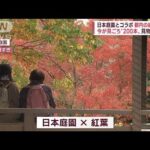 【都内の紅葉名所】日本庭園とコラボ“和と洋”気温急降下も見物客にぎわい(2022年11月28日)
