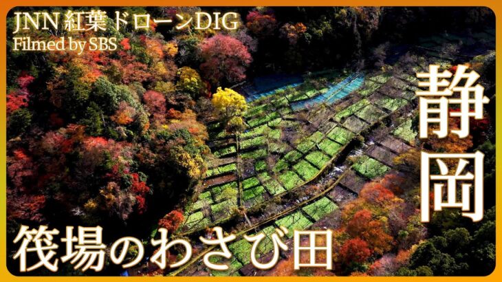 「わさび田と紅葉の絶景　筏場（いかだば）のわさび田」【JNN紅葉ドローンDIG】｜TBS NEWS DIG