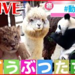 【どうぶつライブ】ミルク飲んでウトウト…ライオンの赤ちゃん/”風に立つアルパカ”/ 愛車で転倒 ハムスター など 動物ニュースまとめ（日テレNEWS LIVE）