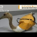 国の特別天然記念物　タンチョウから“鳥インフル”(2022年11月29日)