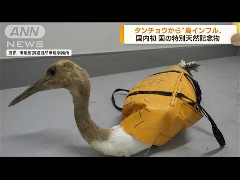 国の特別天然記念物　タンチョウから“鳥インフル”(2022年11月29日)