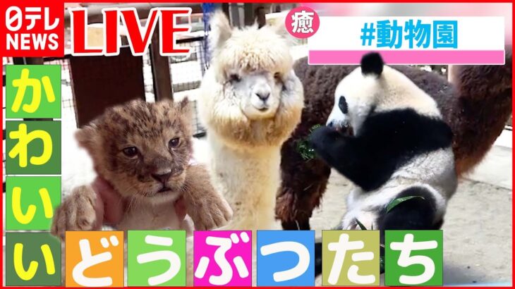 【どうぶつライブ】ミルク飲んでウトウト…ライオンの赤ちゃん/”風に立つアルパカ”/ 愛車で転倒 ハムスター など 動物ニュースまとめ（日テレNEWS LIVE）