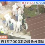 「普段より死んでいる鶏の数が多い」福島県伊達市の養鶏場で鳥インフル確認　約1万7000羽殺処分｜TBS NEWS DIG