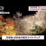 【見納め】“駆け込み紅葉”に外国人「ナイス！」…各地で気温上昇　次は寒気襲来！？(2022年11月29日)