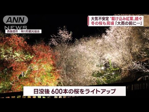 【見納め】“駆け込み紅葉”に外国人「ナイス！」…各地で気温上昇　次は寒気襲来！？(2022年11月29日)