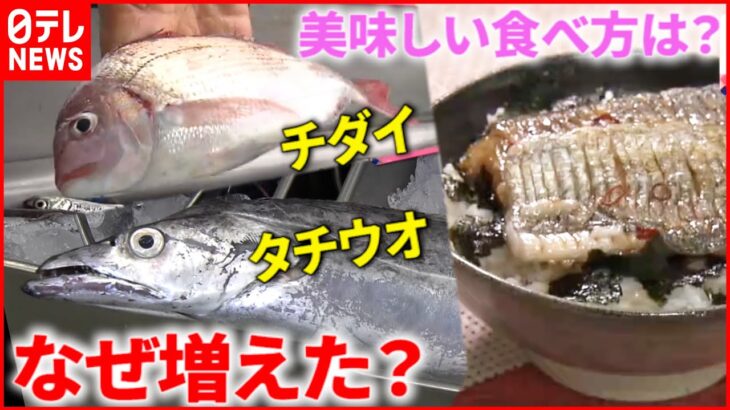 【魚】なぜ三陸沖で？タチウオやタイが増加 美味しい食べ方は？　宮城　NNNセレクション