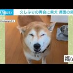 【動画】柴犬が満面の笑み　久しぶりの再会に喜び爆発！(2022年11月29日)