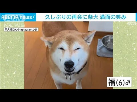 【動画】柴犬が満面の笑み　久しぶりの再会に喜び爆発！(2022年11月29日)