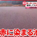 【異様】正体は水草「アゾラ」 異常な“繁殖力”で生態系に影響も… 広島