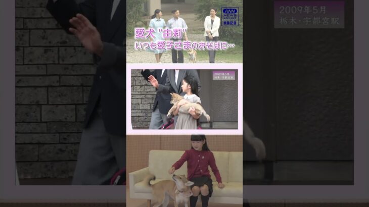 愛犬”由莉”いつも愛子さまのおそばに 【皇室】【映像記録　news archive】#shorts