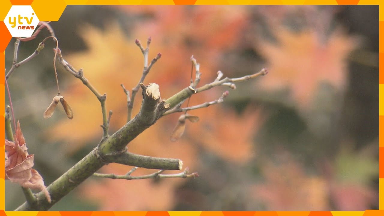ミシュラン二つ星従業員がモミジ無断伐採　紅葉の名所“京都・建仁寺”で…「料理の飾りに使うつもり」