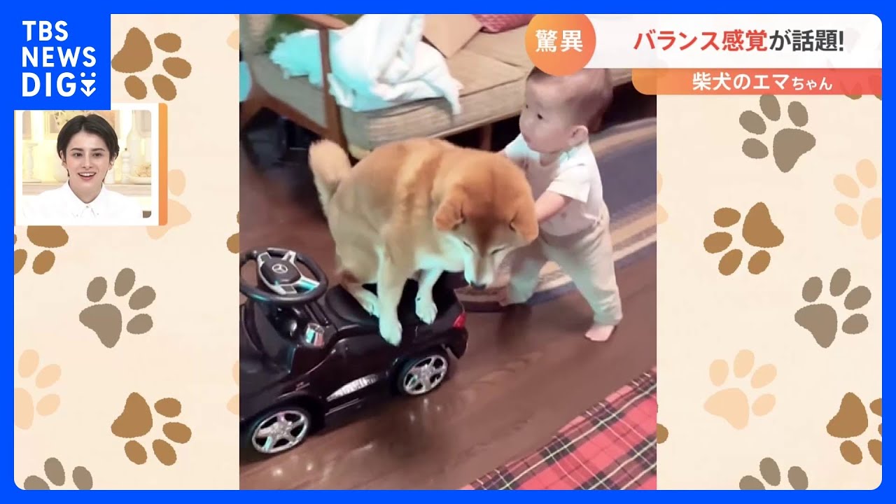 「さすがでございます」「可愛すぎ」バランス感覚が驚異的と話題の柴犬｜TBS&nbsp;NEWS&nbsp;DIG
