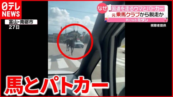 【目撃】国道を駆け抜ける“馬とパトカー” 富山県