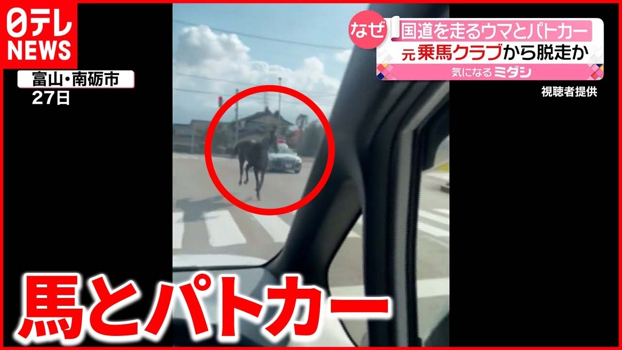 【目撃】国道を駆け抜ける“馬とパトカー” 富山県