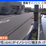 イノシシに噛まれ小学生など4人がけが　徳島・小松島市｜TBS NEWS DIG
