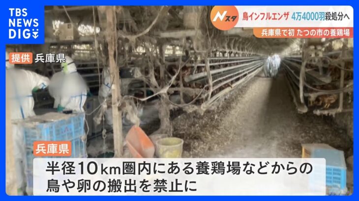 ニワトリ約4万4000羽の殺処分始まる「鳥インフル」確認の養鶏場　兵庫・たつの市｜TBS NEWS DIG